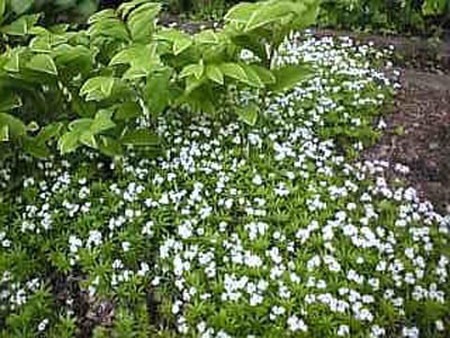 Sweet Woodruff.jpg