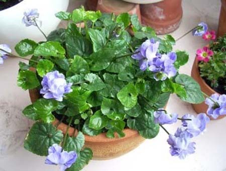 Sweet violet (1).jpg