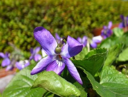 Sweet violet (2).jpg