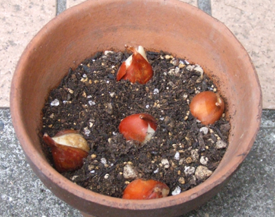 TULIP6.JPG