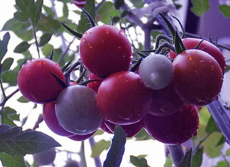 Toscana violet001.jpg