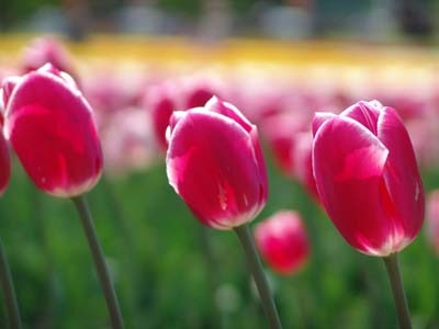 Tulip haru300.jpg