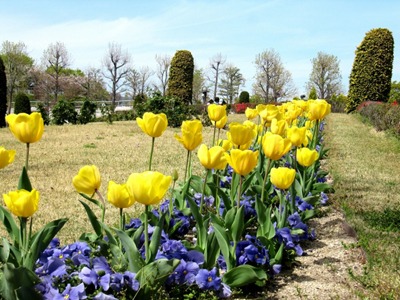 Tulipa.jpg