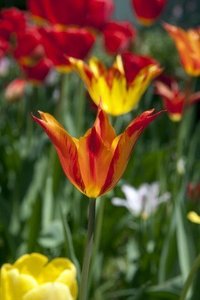 Tulipa.jpg