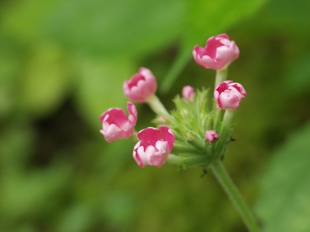 Verbena1 (2).jpg