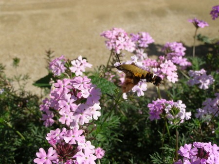 Verbena2 (3).jpg
