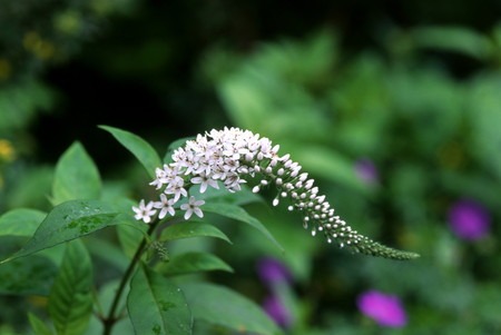 Veronica, Speedwell.jpg