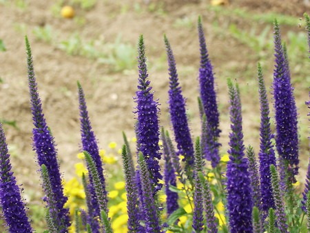 Veronica, Speedwell (2).jpg