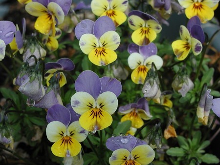 Viola (1).jpg