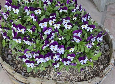 Viola (2).jpg