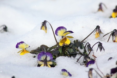 Viola (3).jpg