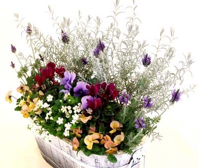 Violayoseue300.jpg
