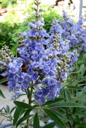Vitex agnus-castus.jpg
