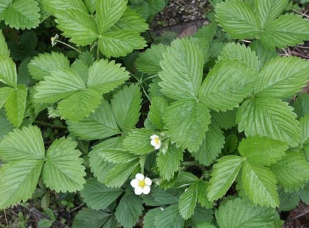Wild strawberry.jpg