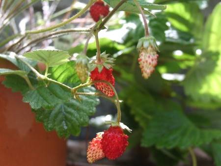 Wild strawberry (2).jpg