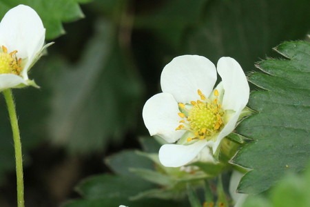 Wild strawberry (5).jpg