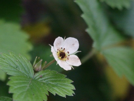 Wild strawberry (1).jpg