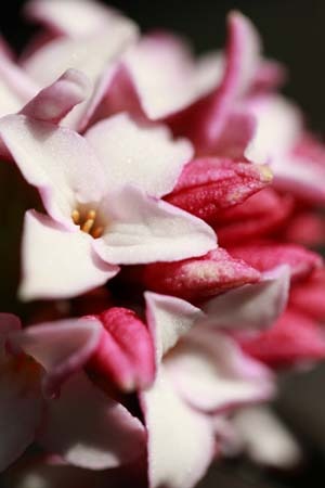 Winter Daphne (2).jpg