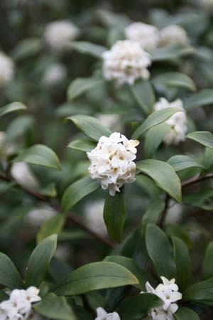 Winter Daphne (3).jpg