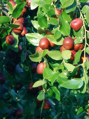 Ziziphus jujuba1 (2).jpg
