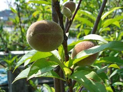 果樹の関連記事 園芸ナビ 花と野菜の育て方