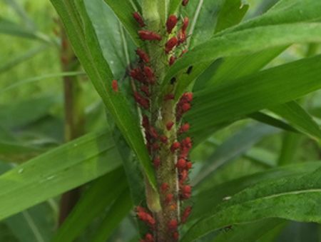 aburamusi004.jpg