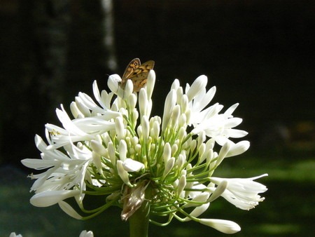 agapanthus-n (1).jpg