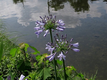 agapanthus.jpg