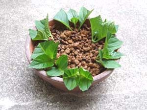 ajisai20sasime6-0fa65.jpg