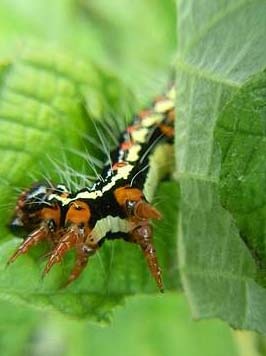 山椒とわさびが芋虫に 園芸ナビ 花と野菜の育て方