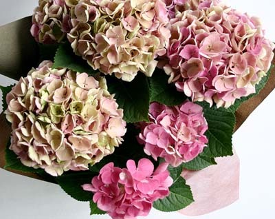 aki_sianpink300.jpg