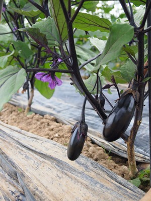 ナスの追肥の方法 園芸ナビ 花と野菜の育て方