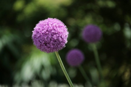 allium gigateum (1).jpg
