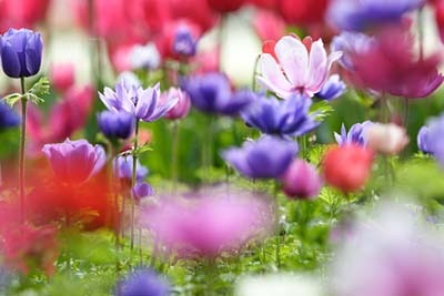 anemone300.jpg