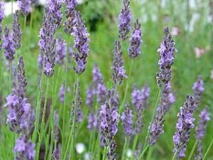 angusutifolia.jpg