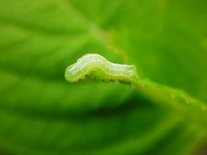 ハーブの関連記事 園芸ナビ 花と野菜の育て方