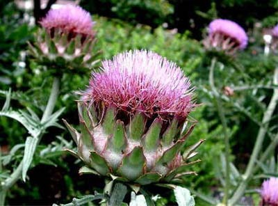 artichoke.jpg