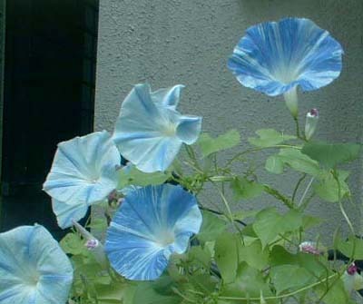 asagao300.jpg