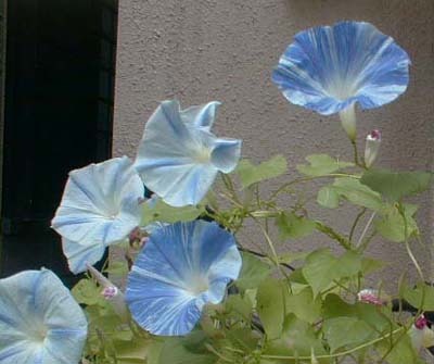 asagao300.jpg