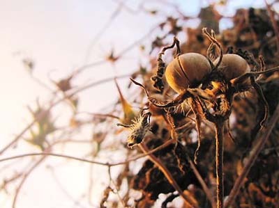 アサガオの関連記事 園芸ナビ 花と野菜の育て方