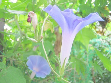 asagaonew.jpg