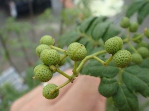 asakurasansyo20(1).jpg