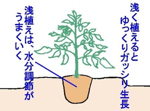 asaue.jpg