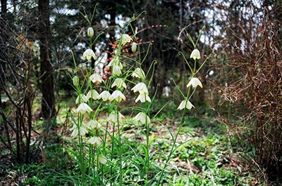 バイモユリの育て方 寒さに当てて栽培 園芸ナビ 花と野菜の育て方