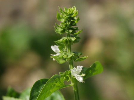 basil .jpg