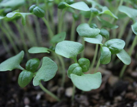 basil 07.jpg