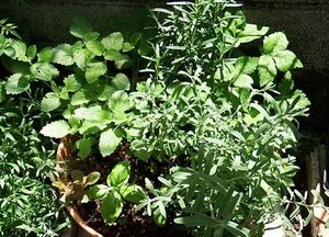 basil (1).JPG