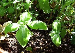 basil (2).JPG