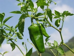 bell pepper.jpg