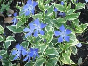 �����ɋ����� �O�����h�J�o�[